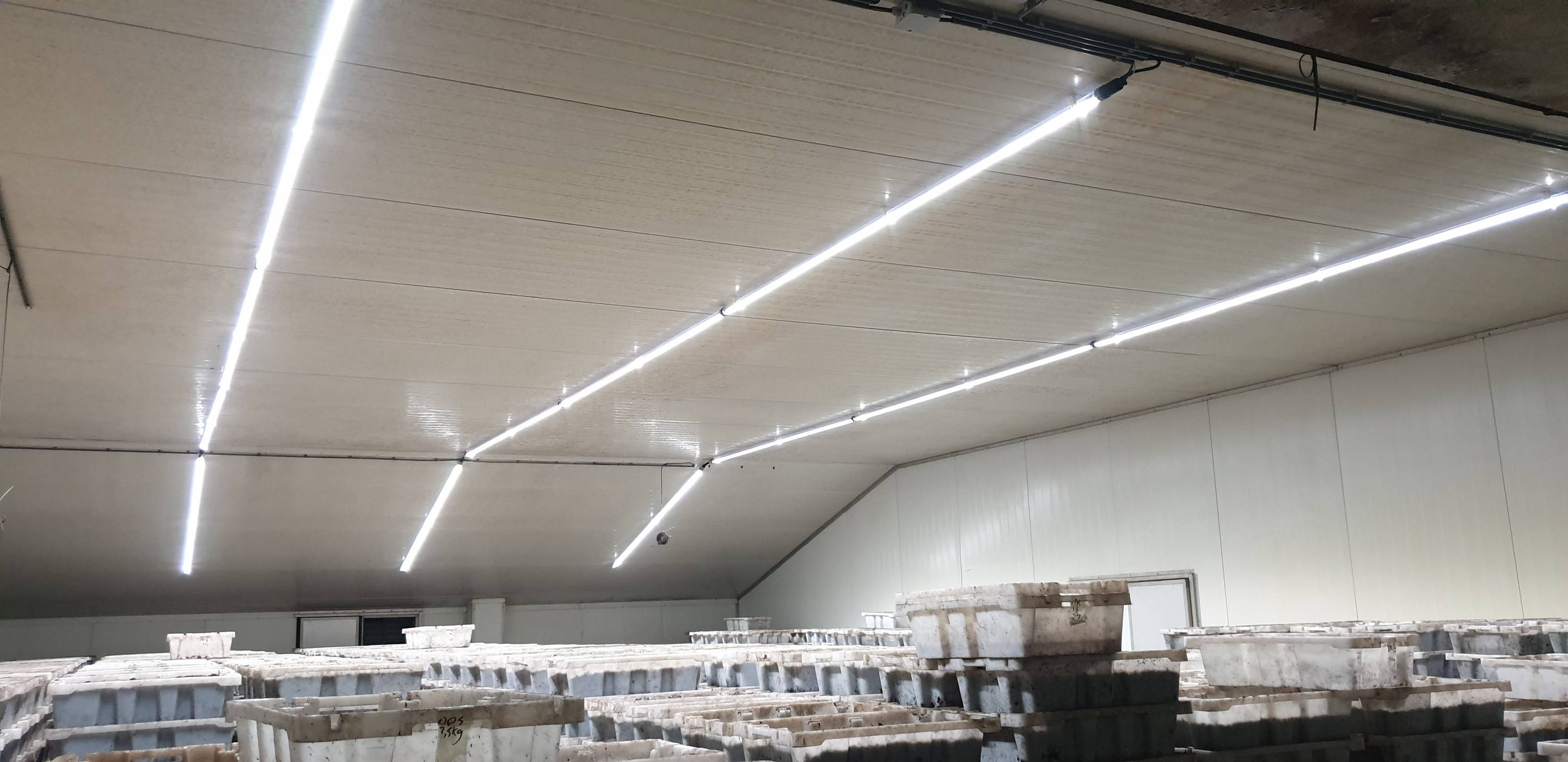 LED verlichting helpt innovatief agrarisch bedrijf energieneutraal te worden